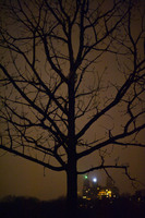 Tree at Night in Central Park, NYC, December, 2009