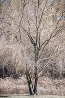 Willow in Cherokee Park, Louisville, KY, March, 2015