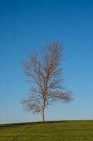 Tree with Blue Sky, Boulder Reservoir, Boulder, CO, 2014