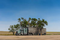 Livestock Truck, High Plains, CO, 2012