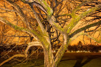 Tree on Great Lawn, Central Park, NYC, 2010