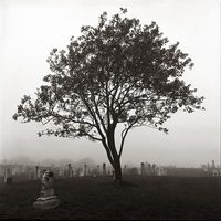 Tree in Prospect Hill Cemetery, Milk Street, Nantucket, 2000