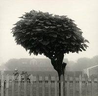 Tree on Gate, Hawthorne Street at Ocean Drive, Nantucket, 1994